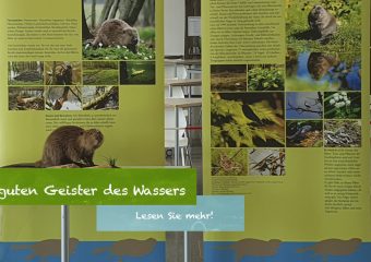 Biber – Die guten Geister des Wassers