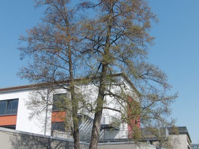 Rhöni_hoch
